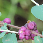 Coralberry