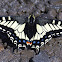 Anise swallowtail