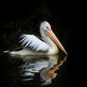 Pelicans swim