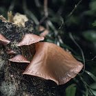 Wood Ear