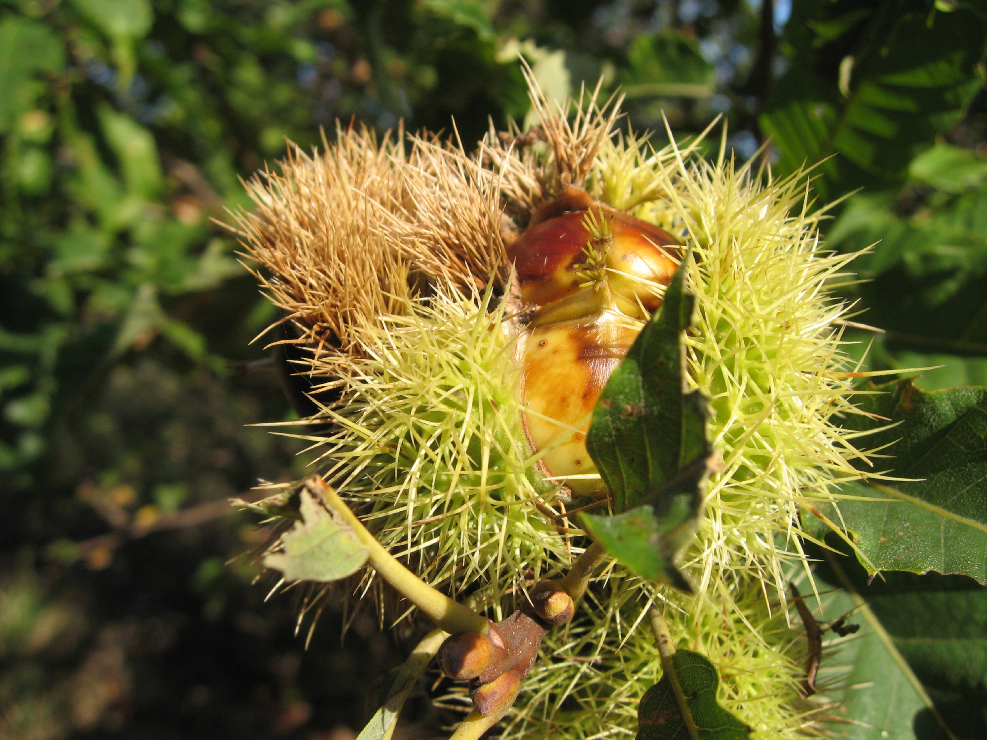 La castagna:  il frutto autunnale  di Piera