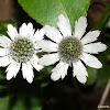 Composite Wild Flower