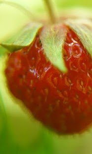 Free free strawberry wallpaper APK for Android