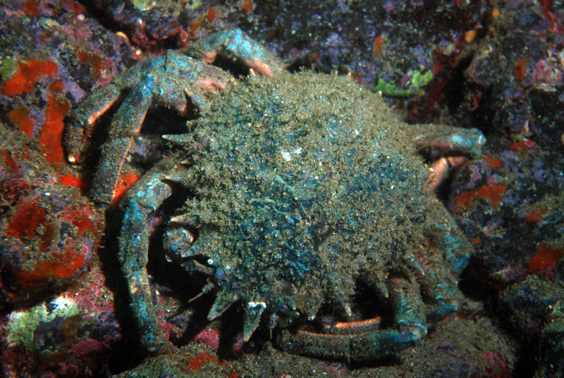 European Spider Crab