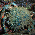 European Spider Crab