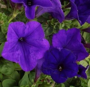 Image result for petunia wave blue