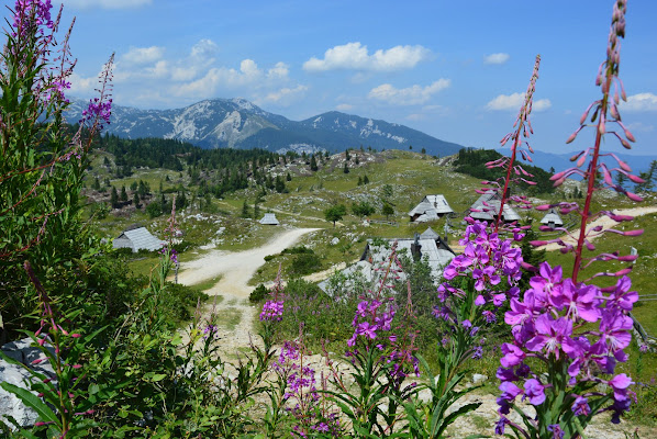 Lupini di Montagna di ElisabettaPics