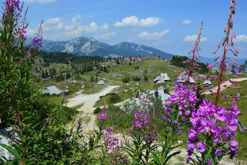 Lupini di Montagna di ElisabettaPics