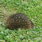 Short nosed echidna