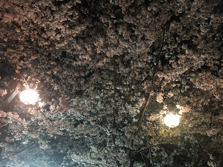 ランドクルーザー70のランクル・ランクル70・桜・香川4WDミーティングに関するカスタム事例の投稿画像2枚目