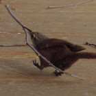 Canyon Wrens building nest