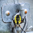 Yellow garden spider (female)