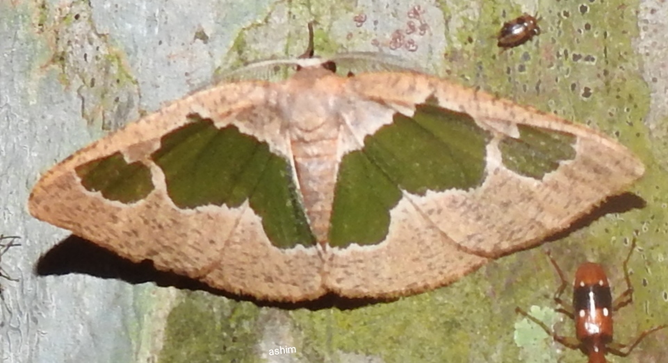 Innominae moth