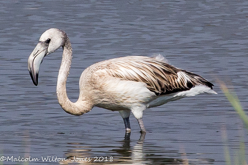 Greater Flamingo; Flamenco