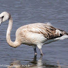 Greater Flamingo; Flamenco