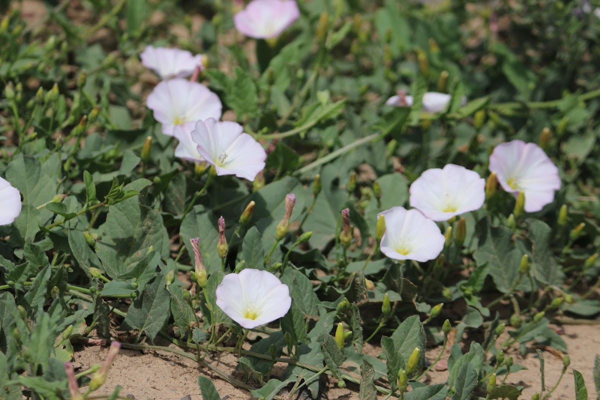 Field bindweed