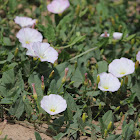 Field bindweed