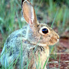 Desert Cottontail Rabbit