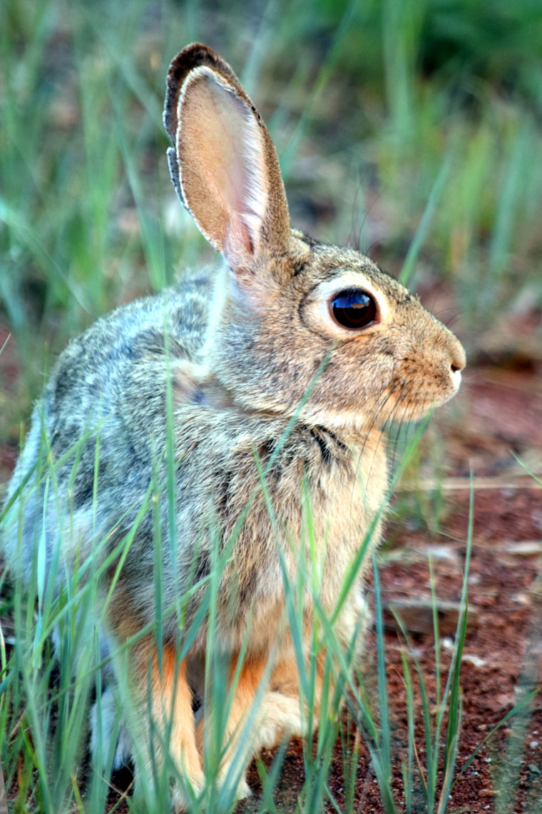 Desert Cottontail Rabbit