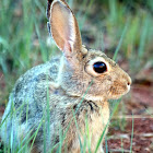 Desert Cottontail Rabbit