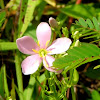 Salt marsh Pink