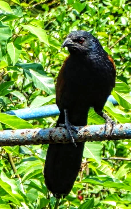 Great Coucal.