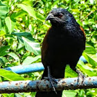 Great Coucal.