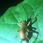 Tan Cricket Nymph?