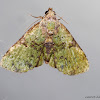 Lichen Moth