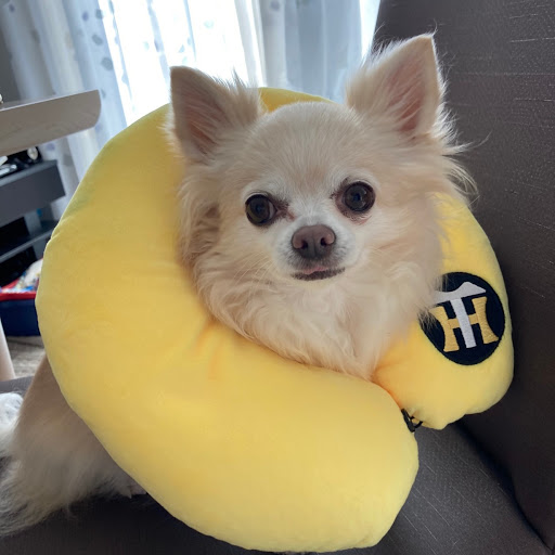 ぱんだのプロフィール画像