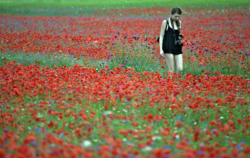 un campo colorato di ruggeri alessandro