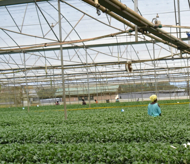 A woman works in one of the flower farms in Naivasha recently.