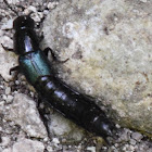 Rove Beetle