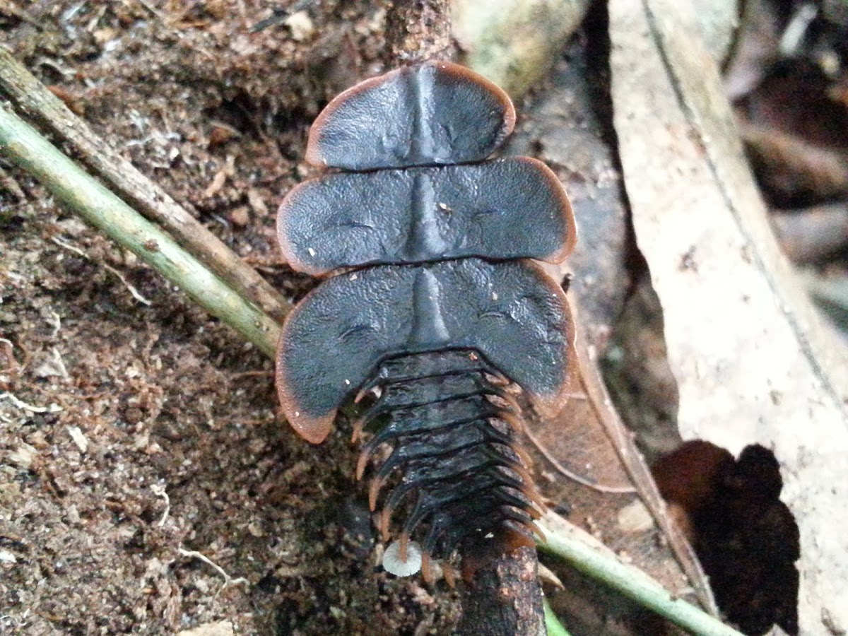 Trilobite beetle