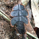 Trilobite beetle