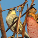 Yellow-rumped Warbler