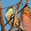 Yellow-rumped Warbler