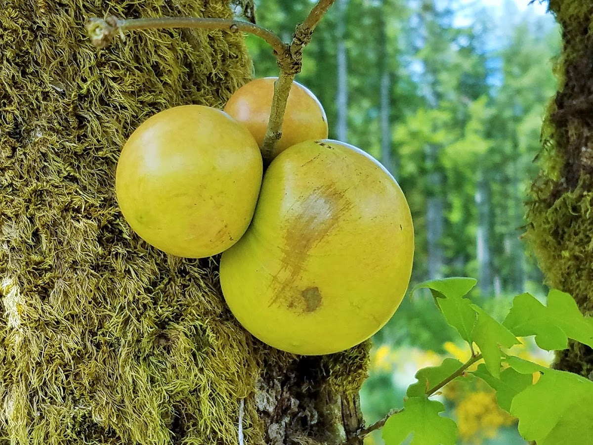 Oak Apple Gall