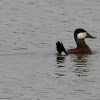 Ruddy duck