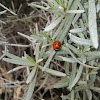 This is a amazing ladybugs