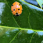 Seven-spotted Lady Beetle