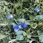 Wild violets