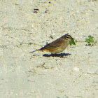 Palm Warbler