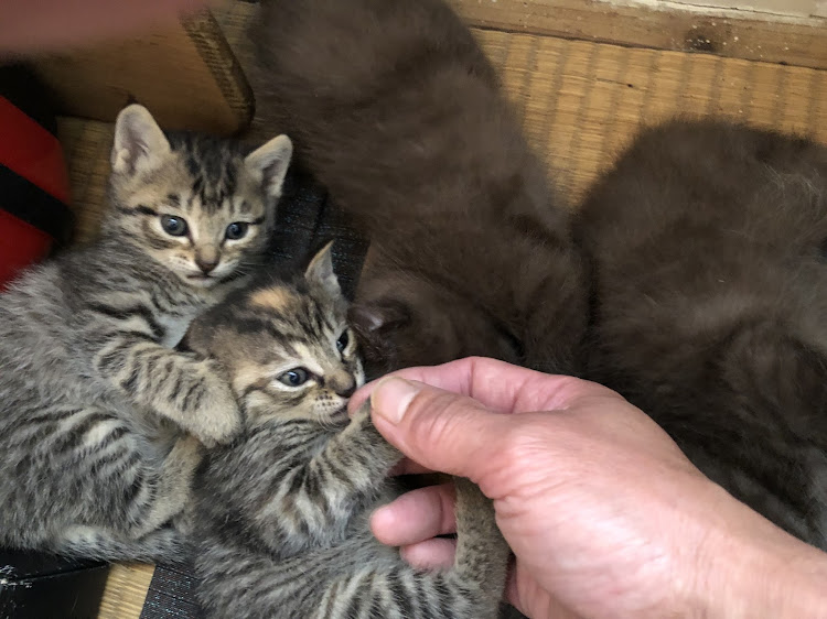 S660の子猫・神奈川県・下道ドライブに関するカスタム事例の投稿画像3枚目