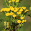 Common Tansy