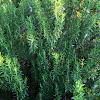 Rosemary bush