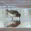 Least Sandpiper - nonbreeding