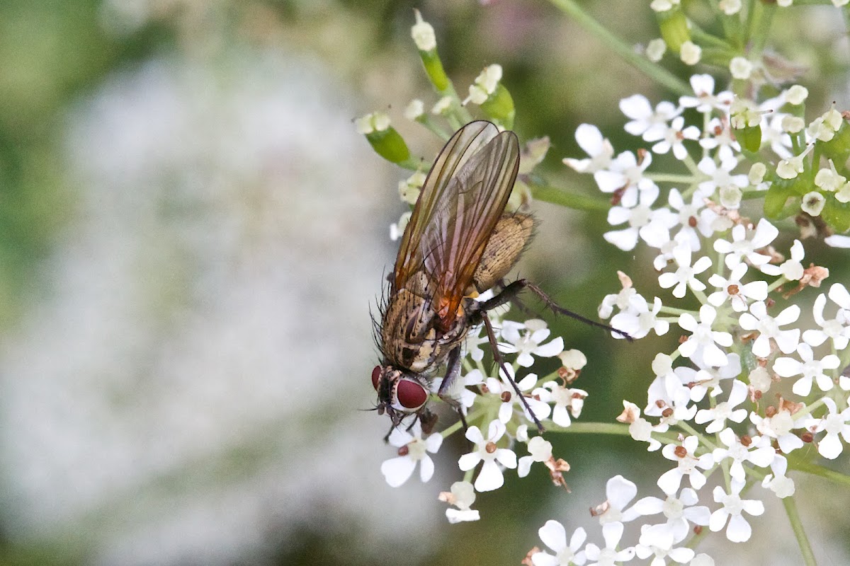 Root Maggot Fly