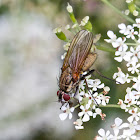 Root Maggot Fly