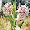 Showy milkweed